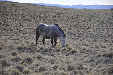 Cheval sauvage dans les plaines de Patagonie, El Calafate, Argentine
