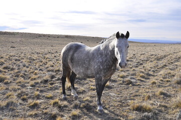 Cheval sauvage dans les plaines de Patagonie, El Calafate, Argentine