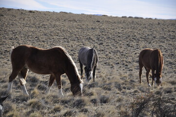 Troupeau de chevaux sauvages dans les plaines de Patagonie, El Calafate, Argentine