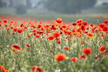  poppy meadow in germany