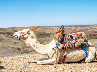 Camel with colorful reins and saddle sits waiting for the next rider in Agafay Desert with blue sky...