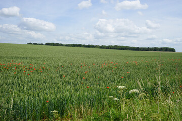 field and blue sky