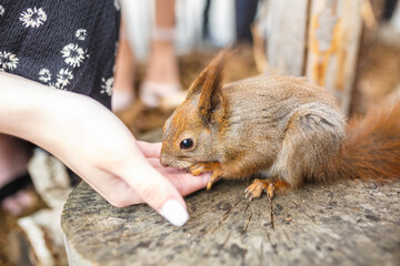 adult squirrel eats nuts and other food from human hands