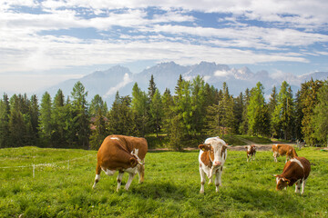 Fototapeta na wymiar cows at an alpine meadow - landscape of Lienz Dolomites in Austria. Massive Alpine mountains.