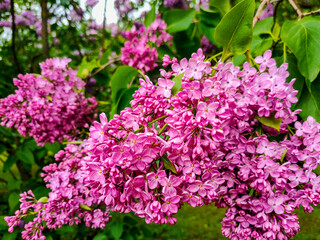 pink flowers in the garden