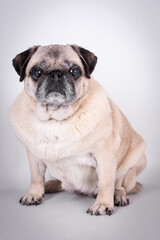 the portrait of old Pug Dog