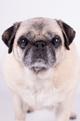 Obraz premium the portrait of old Pug Dog