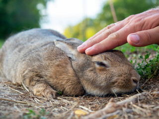 close-up of a man's hand stroking a cute little rabbit lying on the grass. The rabbit happily folded his ears back. A pet