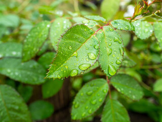 Plakat Close-up of green foliage strewn with drops of water after rain. Green natural background.