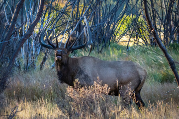 large bull elk in the mountains