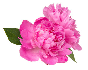 Pink beautiful peony flower isolated on the white background