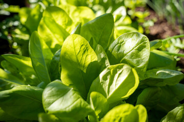 Baby spinach plant leaves, gardening, green bokeh bg