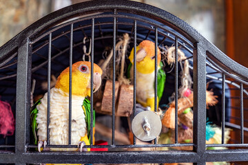 Green-thighed parrot white-bellied caique Pionites leucogaster pair of parrots in a cage