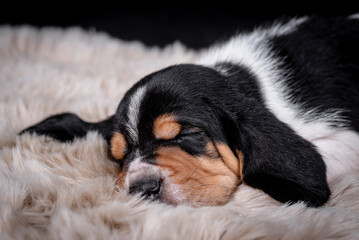 portrait of the Basset Hound Puppy