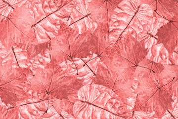 Background and texture with leaves.