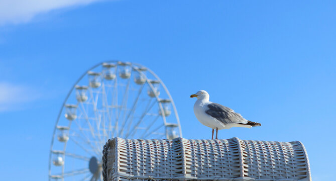 M&ouml;we auf dem Strandkorb in Dahme
