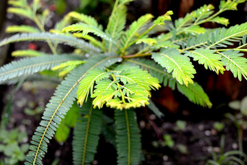 Young Gooseberry Plant - a close-up view of the young green plant of gooseberries where leaves are growing into a bush in the garden
