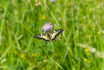 Old World Swallowtail or common yellow swallowtail (Papilio machaon) sitting on violet flower in...