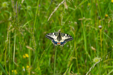 Old World Swallowtail or common yellow swallowtail (Papilio machaon) sitting on violet flower in...