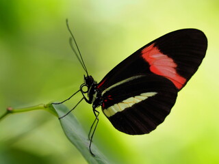 Tropischer Schmetterling - Postbote