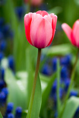 red and pink tulip
