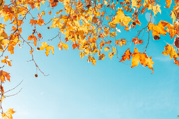 Autumn orange and yellow leaves frame against blue sky.