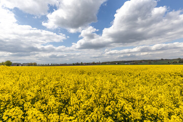 Obraz premium Bramscher Natur