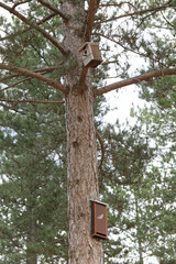 Shelters box for bats and birds placed in a Scots pine (Pinus sylvestris) as part of a biodiversity campaign, near León, Spain