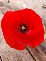 Red poppy flower close up