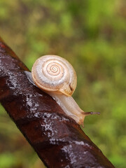 Snail on a metal rod after rain