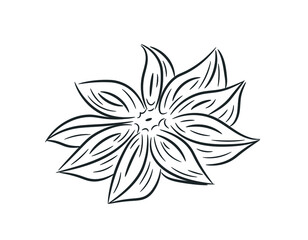 Anise flower hand drawn. Anise star in doodle style. Isolated vector illustration.
