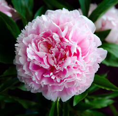 sprig of blooming peony flowers. blooming peony flowers.