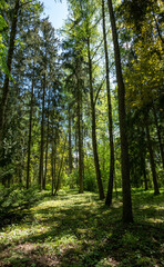 Fototapeta na wymiar Trees in the green wood