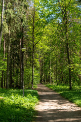 Trees in the green wood