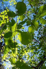 Trees in the green wood
