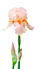  iris flower isolated on white background