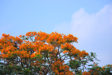Flame Tree or Krishnachura or Gulmohar. Big red flower plant.