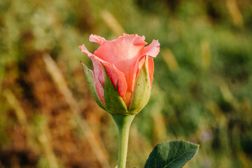 Bright pink flower in the green grass in the garden. Rose in the garden. 