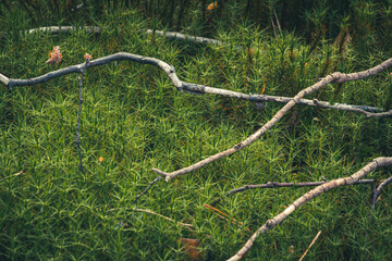 Forest moss with branches