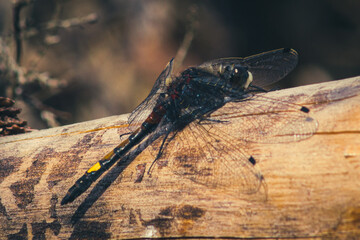 Dragonfly on a wooden stump