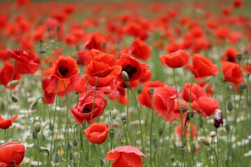 bright red Field of Poppies