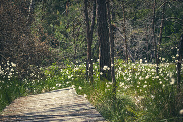 Wooden path in the swamp