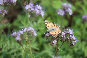 Painted Lady on Phacelica