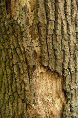 Tree bark close up high detail. A close up shot of tree bark with associated flora. 