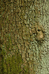 Tree bark close up high detail. A close up shot of tree bark with associated flora. 