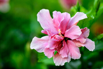Pink hibiscus flower blooming in spring time, tropical plant in Cancun, Mexico