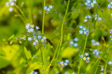 grass and flowers