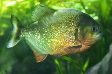 Piranhas in aquarium