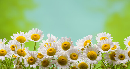 Panorama of white beautiful daisies with sunrise on the background. (matricaria chamomilla) Beautiful chamomile flowers in meadow. Spring or summer nature scene with blooming daisy in sun flares.