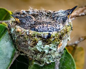 Anna's Hummingbird Chicks
